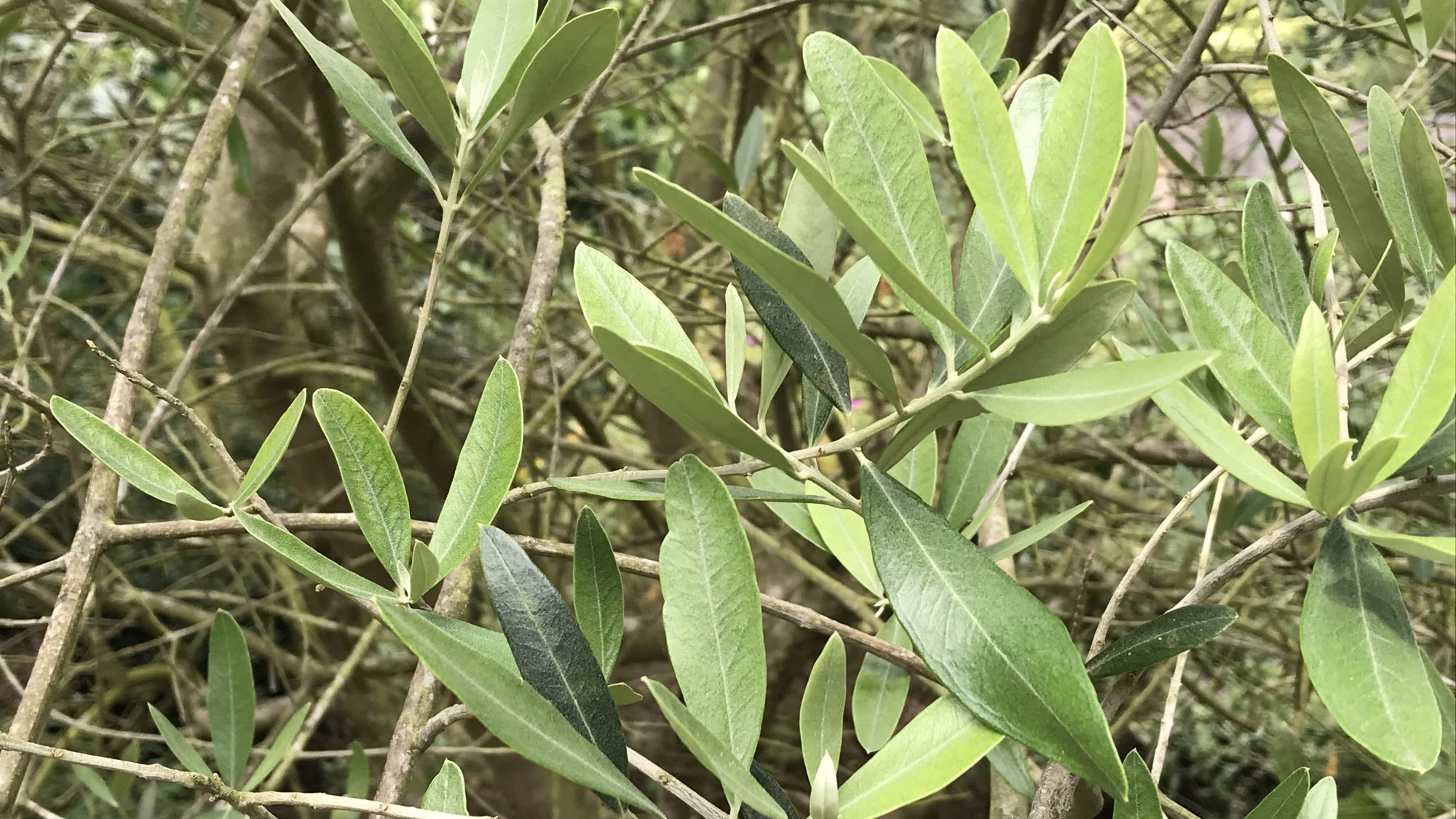 Green olive leaves.