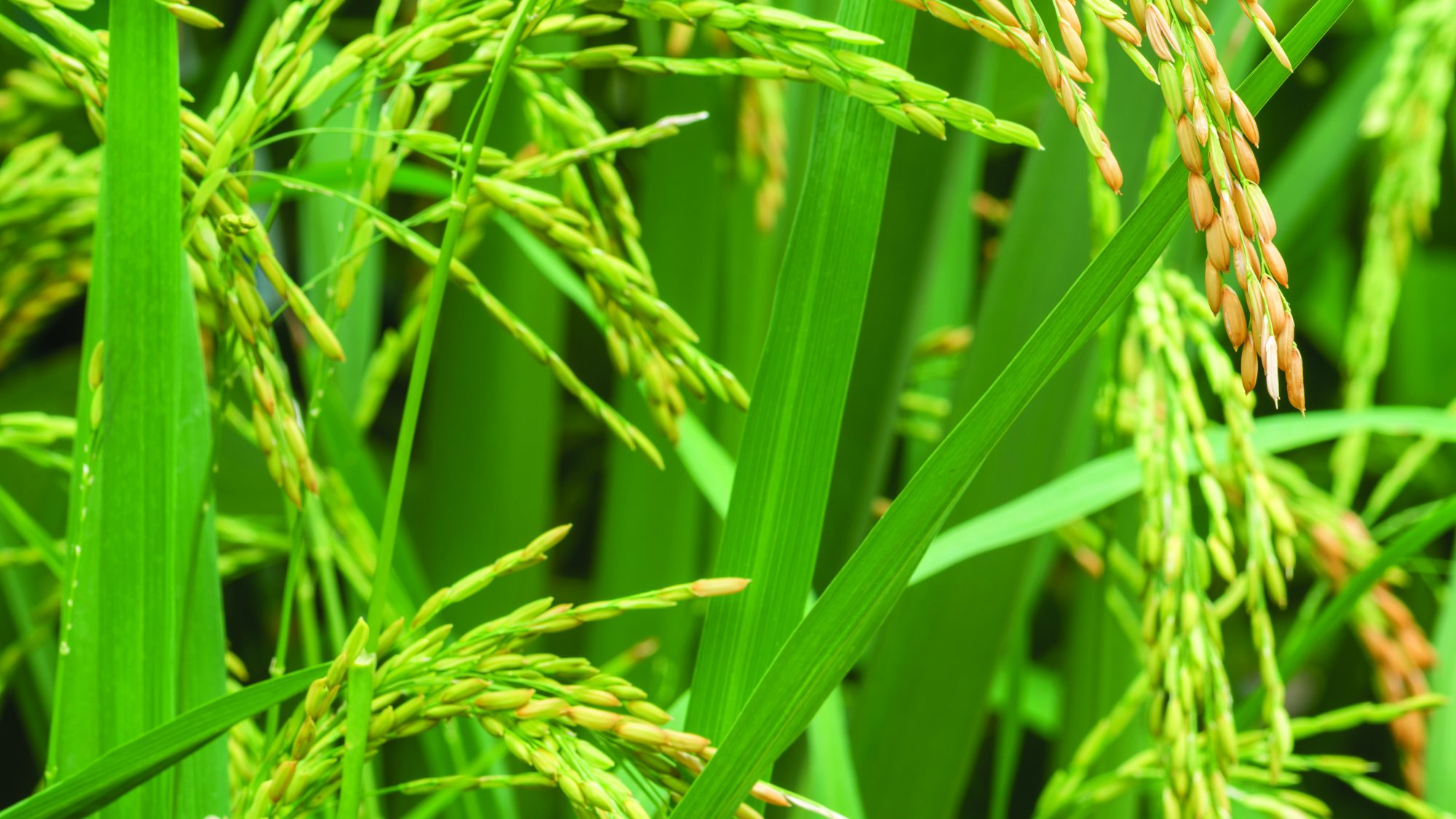 Rice growing among green grass.