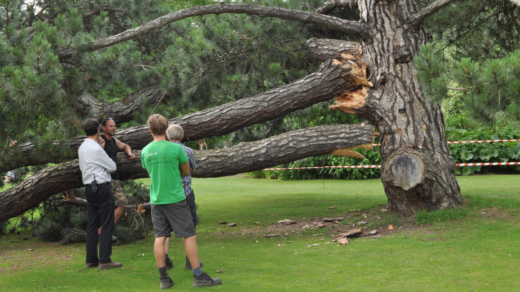 horticulture team looking at a damaged tree