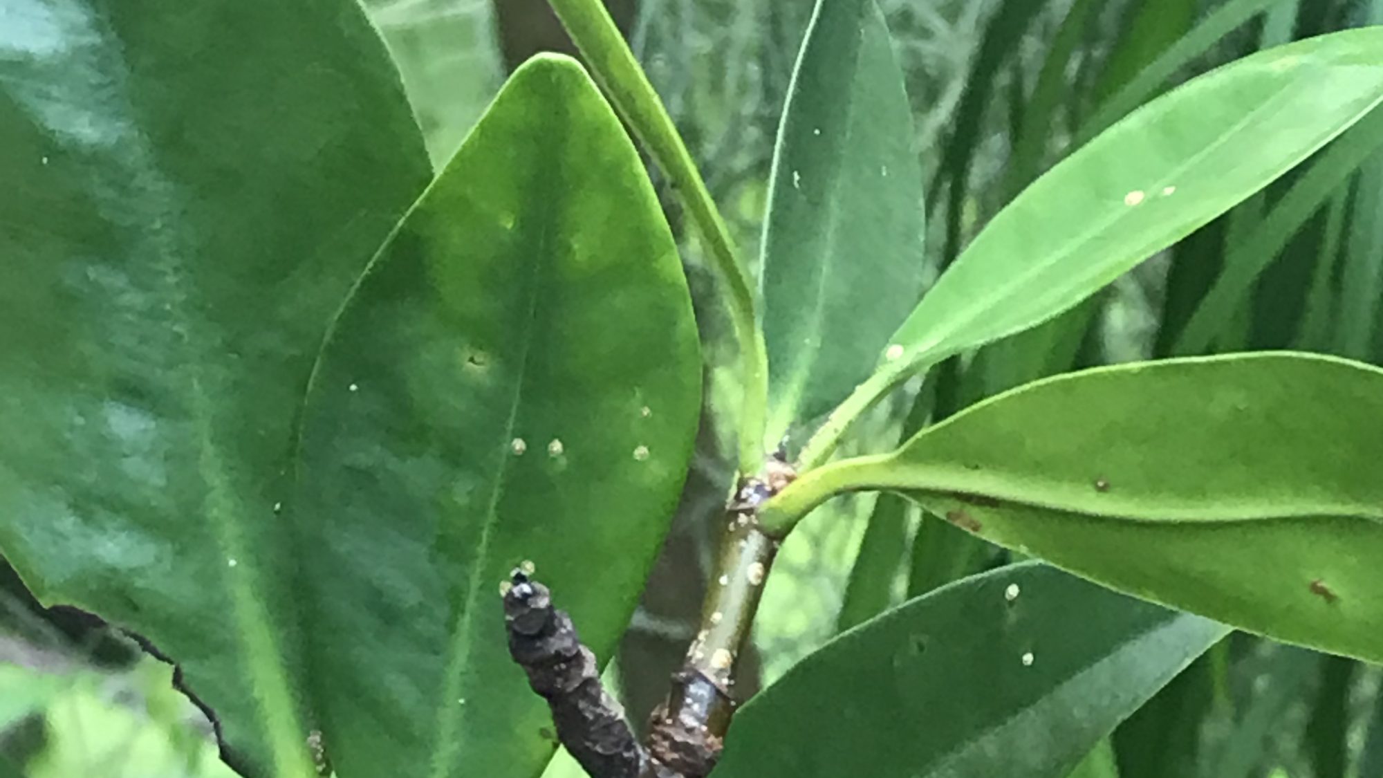 Flat green leaves of the mangrove plant.
