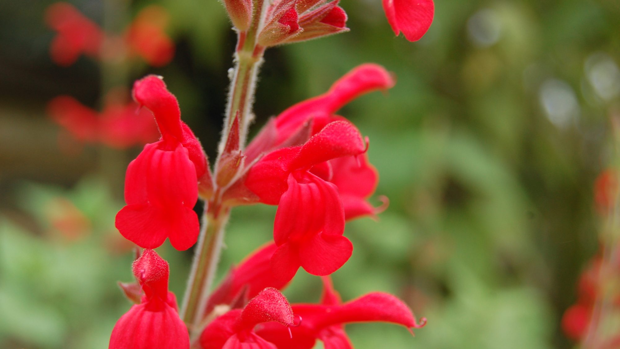 Salvia darcyi