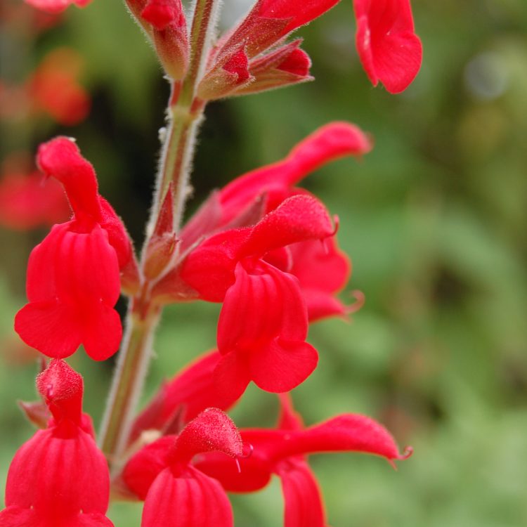 Salvia darcyi