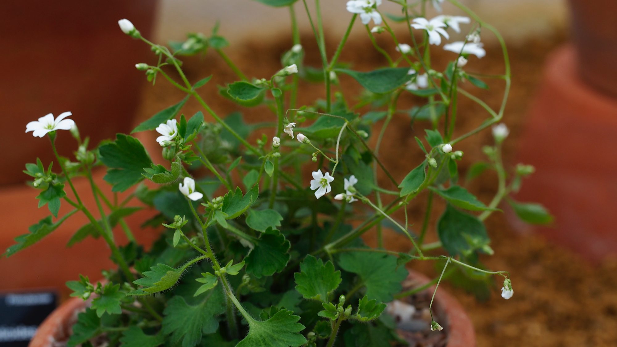 Small white flowers of the saxifraga plant.