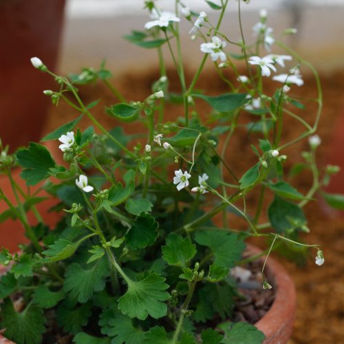 Saxifrage