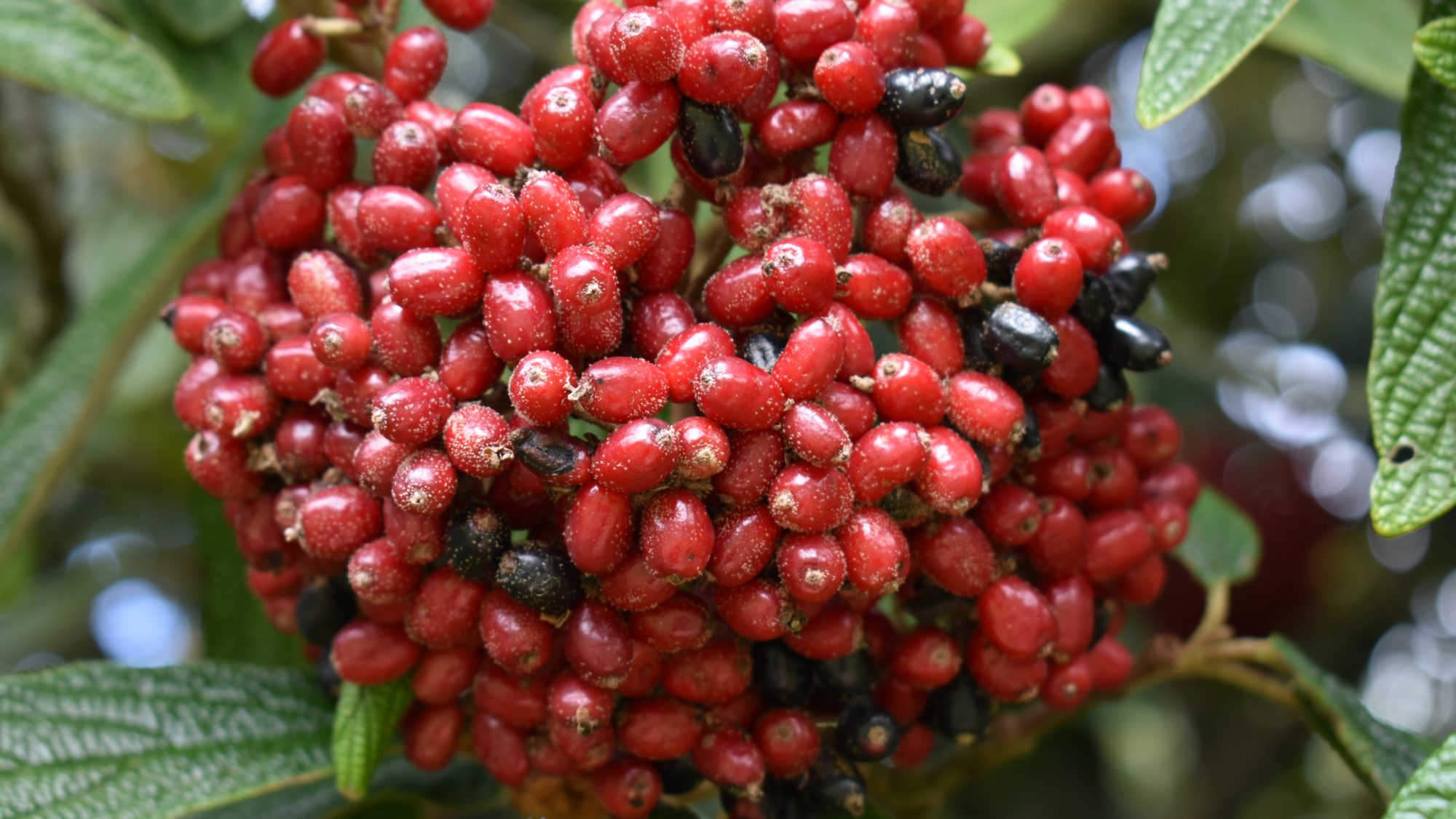 Viburnum rhytidophyllum