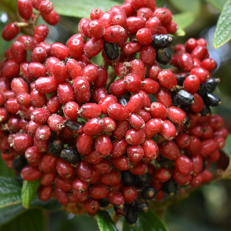 Viburnum rhytidophyllum