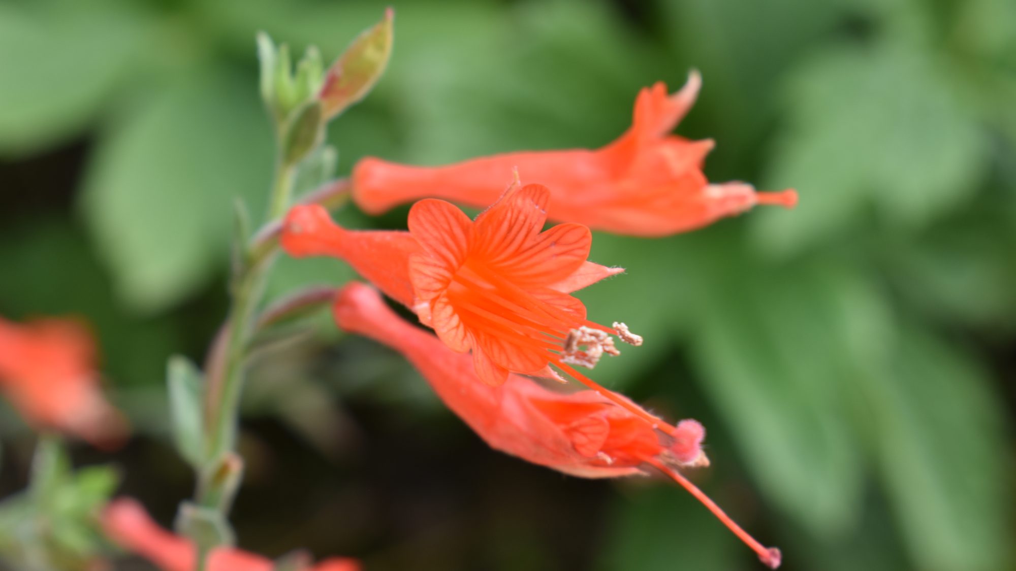Vibrant, orange tubular flower.