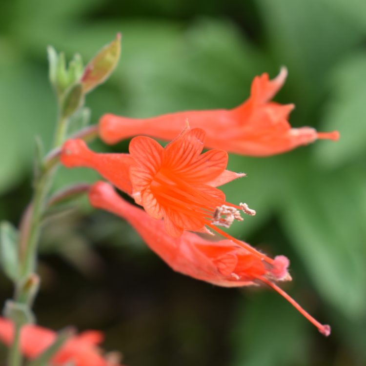 Epilobium canum