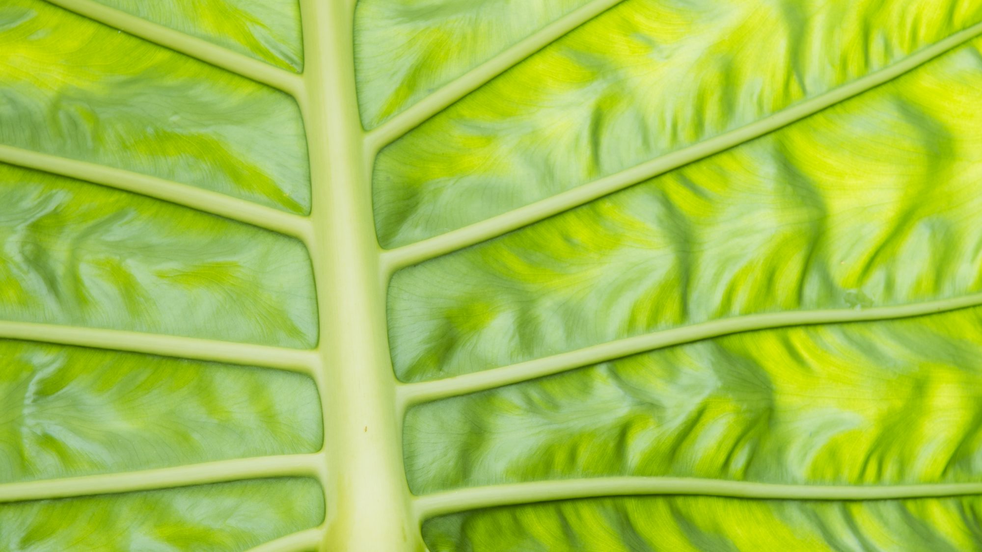 The underside of a large green leaf.