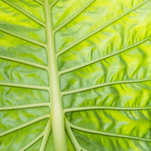 Amazing Adaptations: journey through the glasshouses