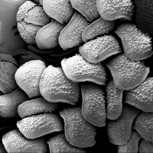 Under the Microscope