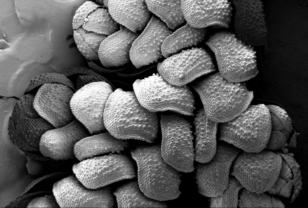 A black and white microscope image of a water fern.