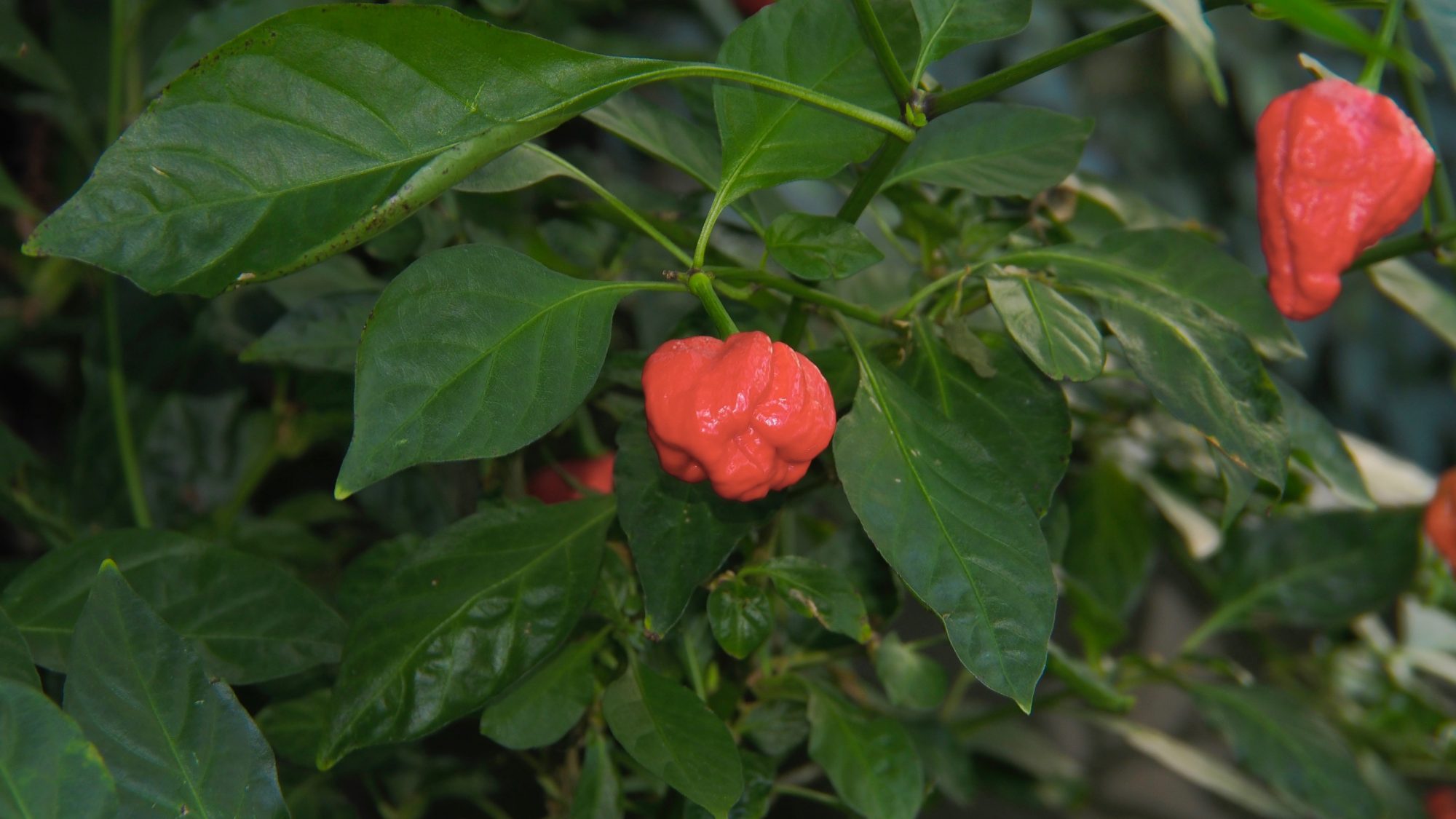 Bright red peppers growing from stalks with green leaves on.