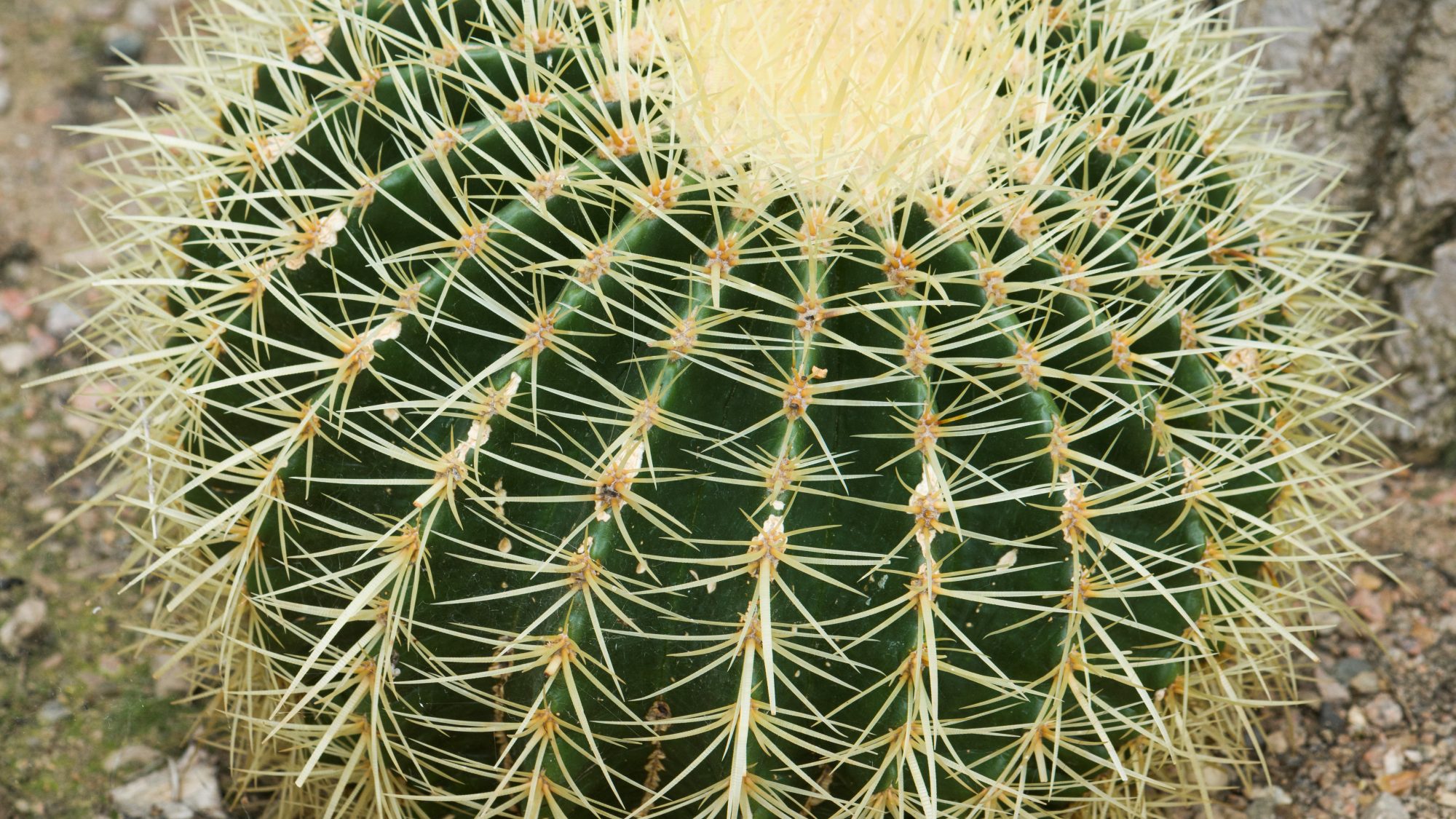 A round cactus with golden spikes.