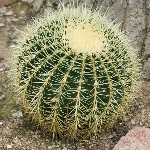 Barrel Cactus