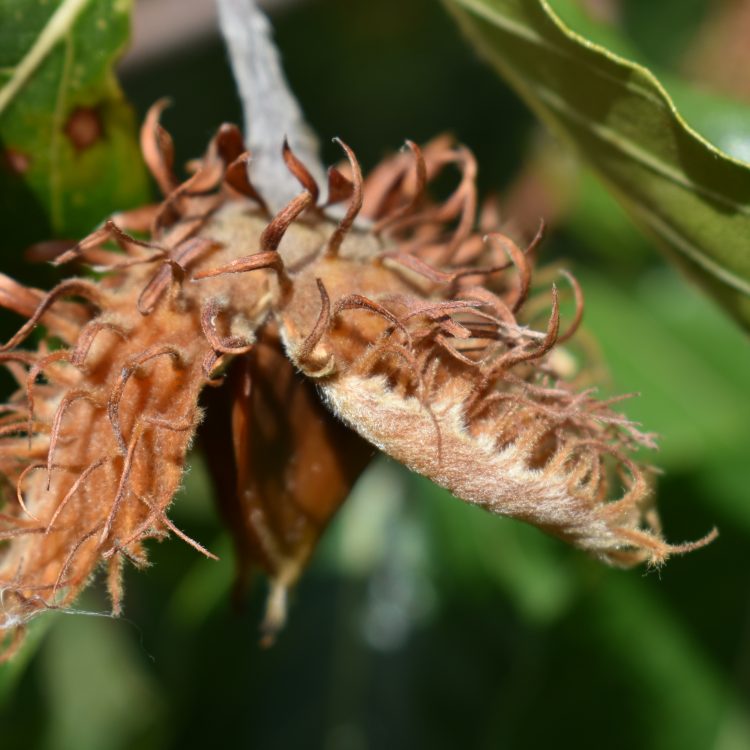 Fagus orientalis
