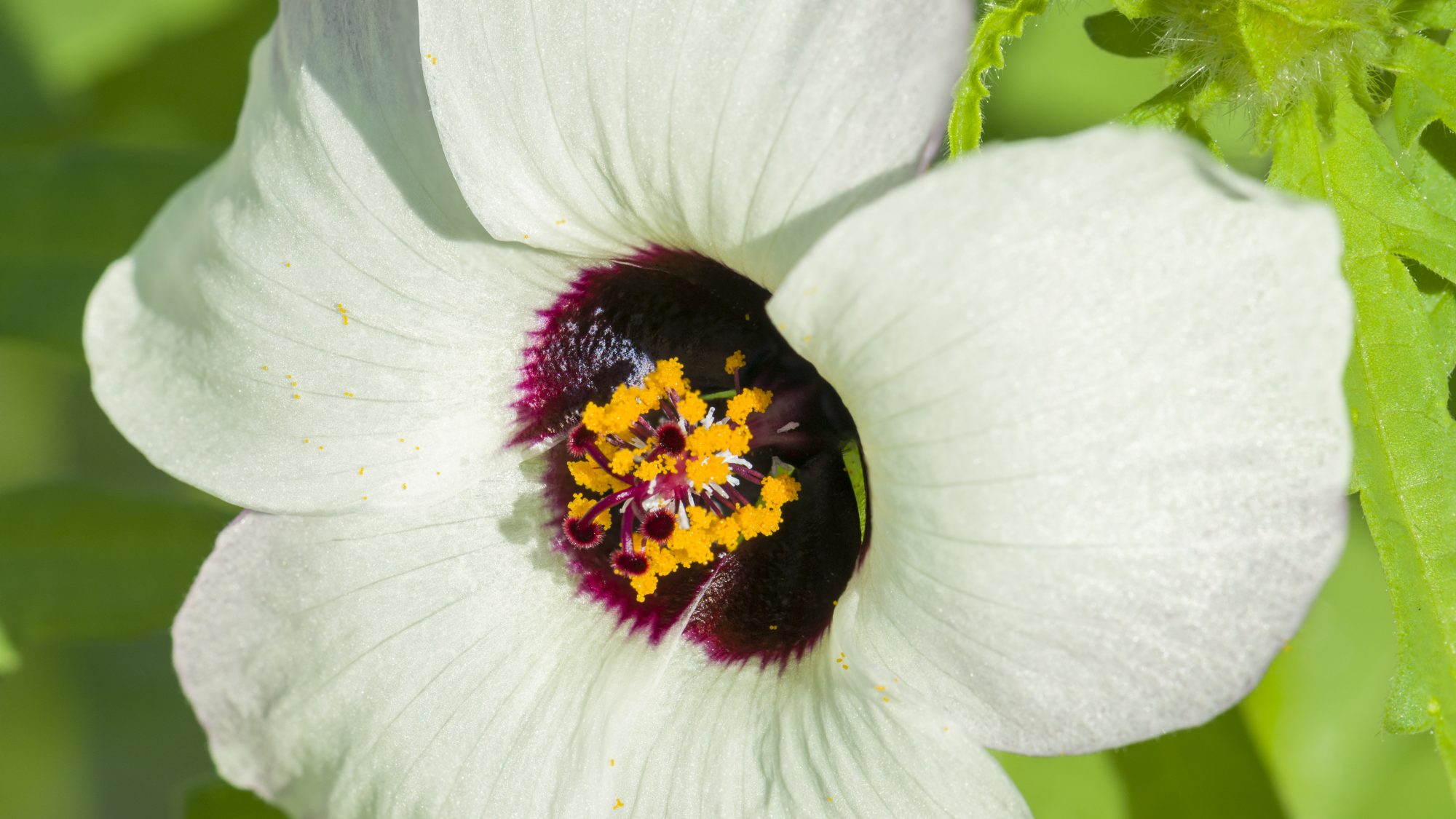 A white flower with a purple centre and yellow pollen in the middle.