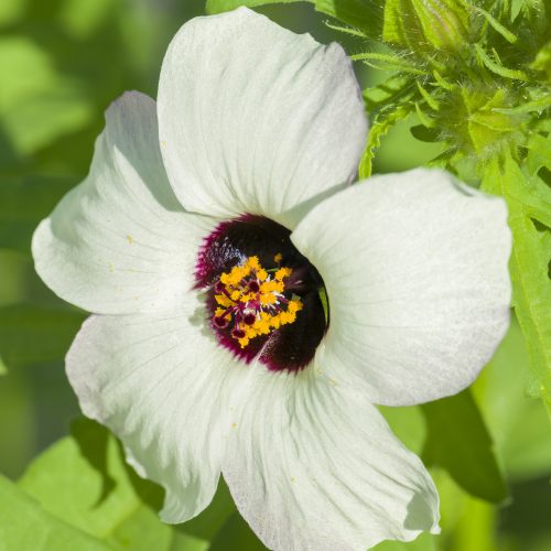 Flower Power