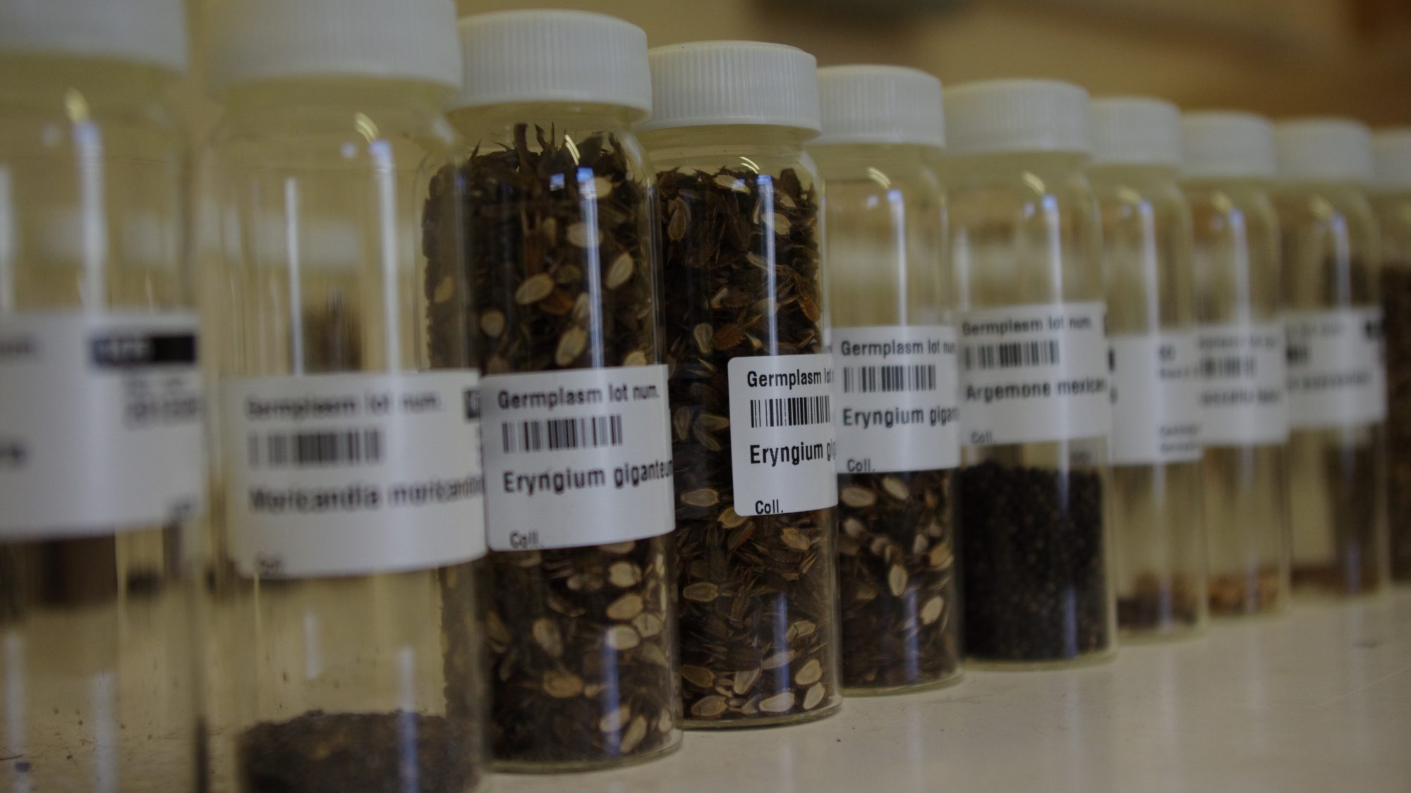 A row of small glass vials with seeds inside and labels with their scientific plant names.