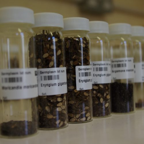 Seed Bank