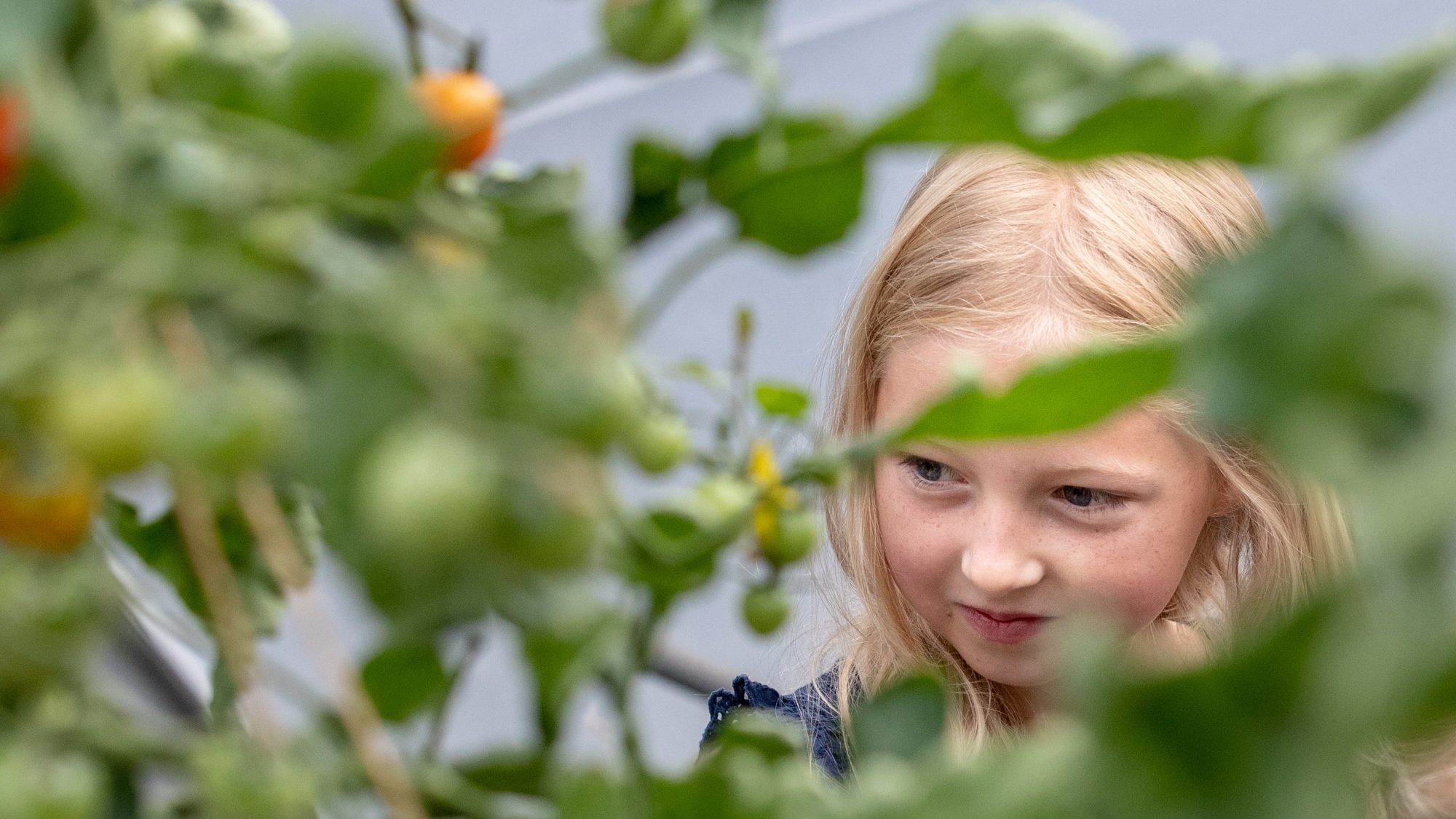A young girl looks through a tomato plant, smiling away from the camera.
