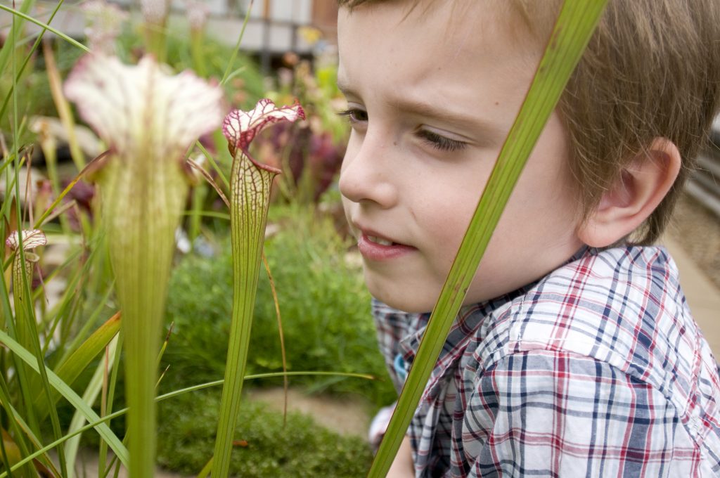 Child looking at a carnivorous plant