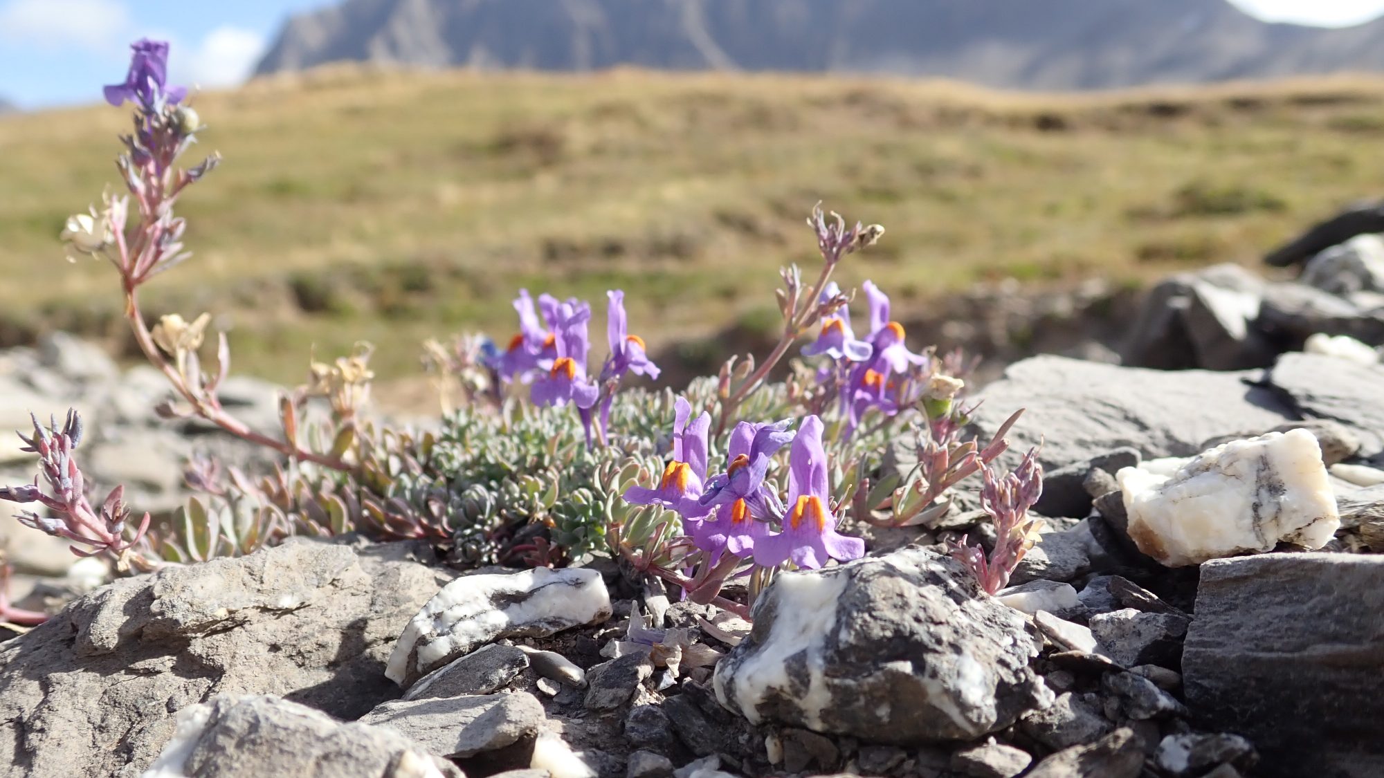 Small purple flowers growing up out of rocks.