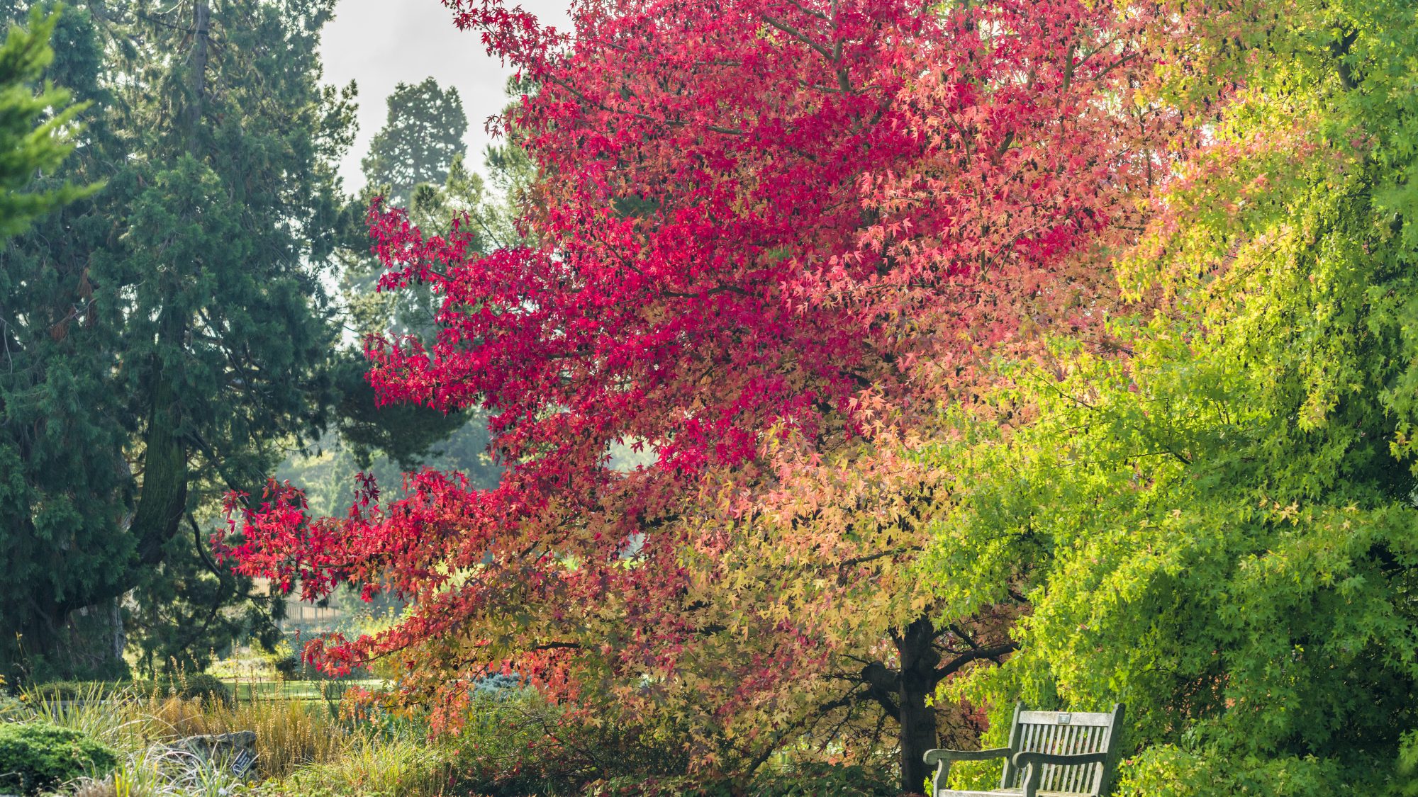 A bench sits among large trees in autumnal red and orange colours.