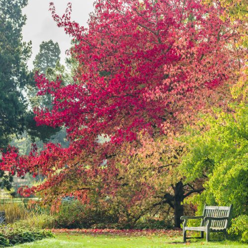 Colour in Nature