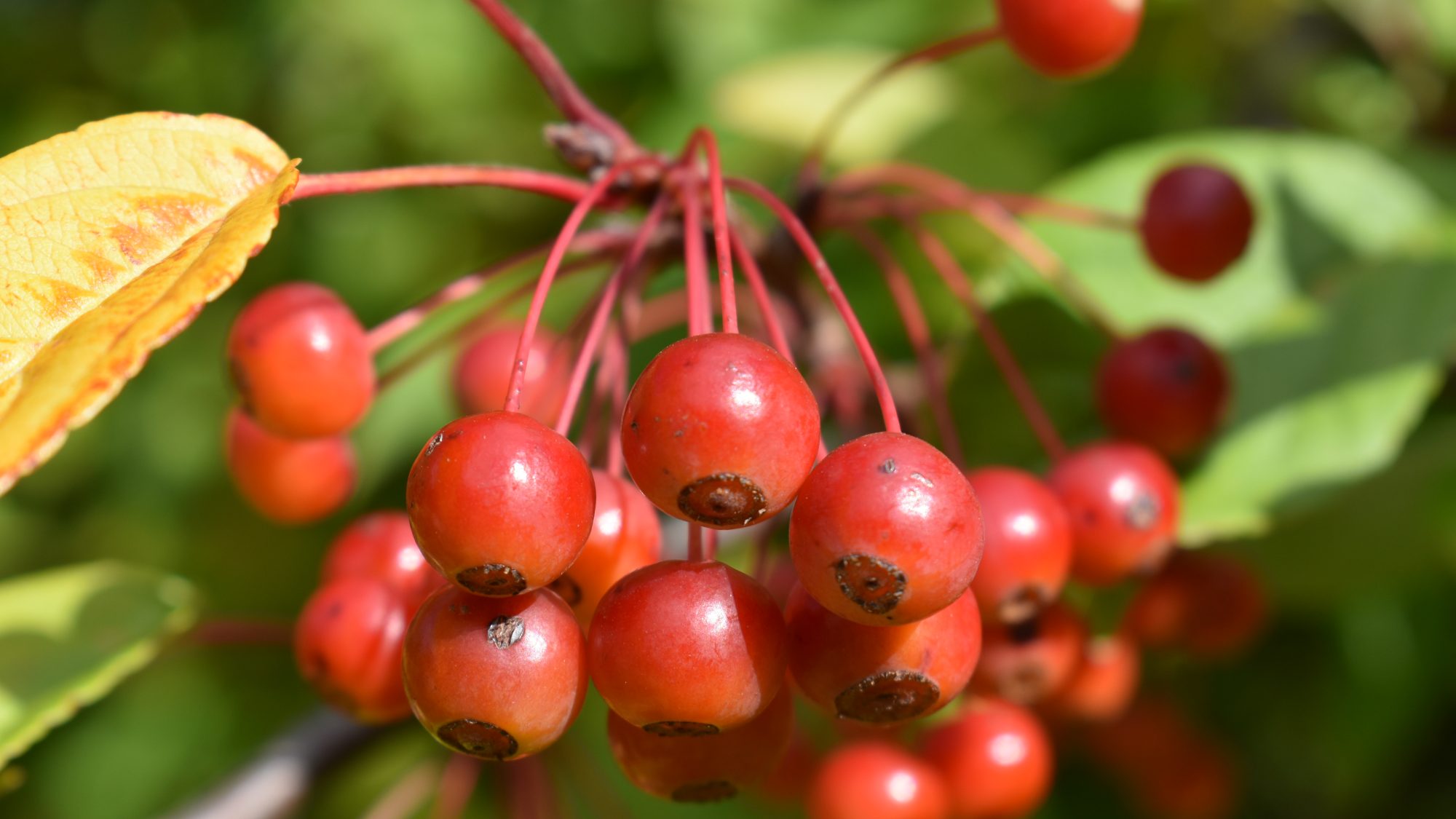 Malus sieboldii 'Red Crabs'