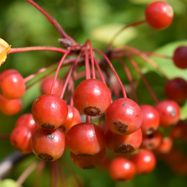 Malus sieboldii ‘Red Crabs’