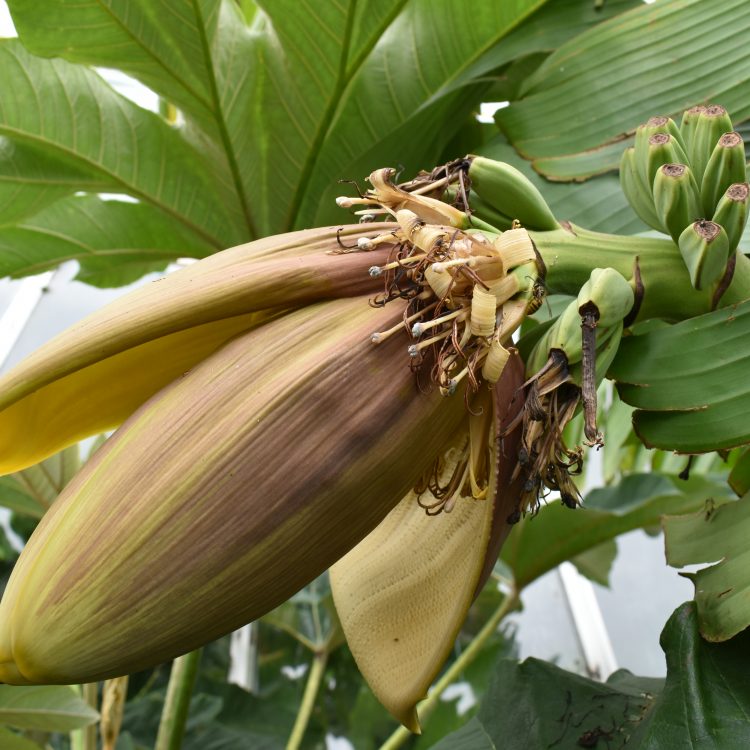 Musa basjoo