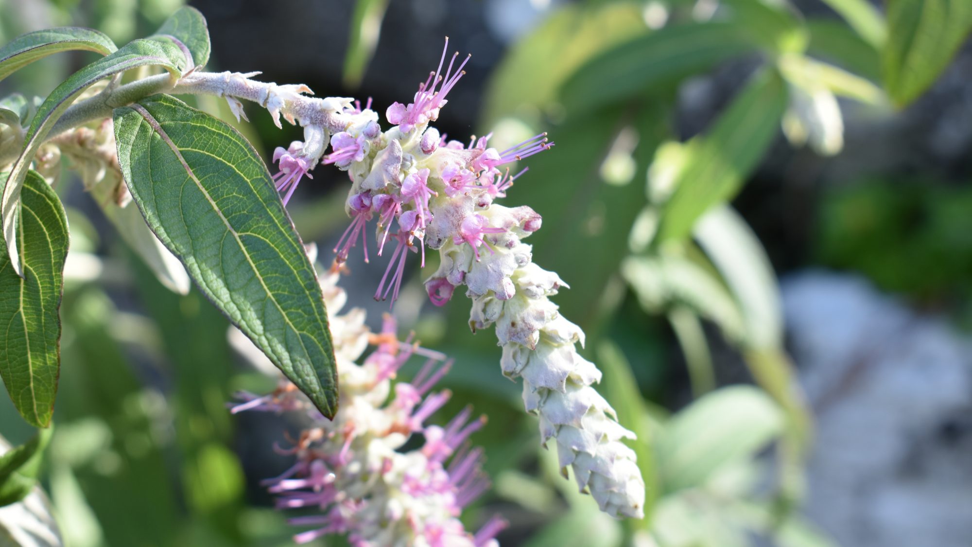 Nepeta brachyantha