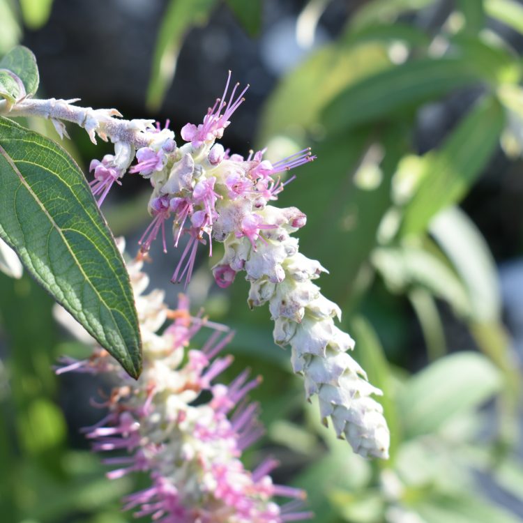 Nepeta brachyantha