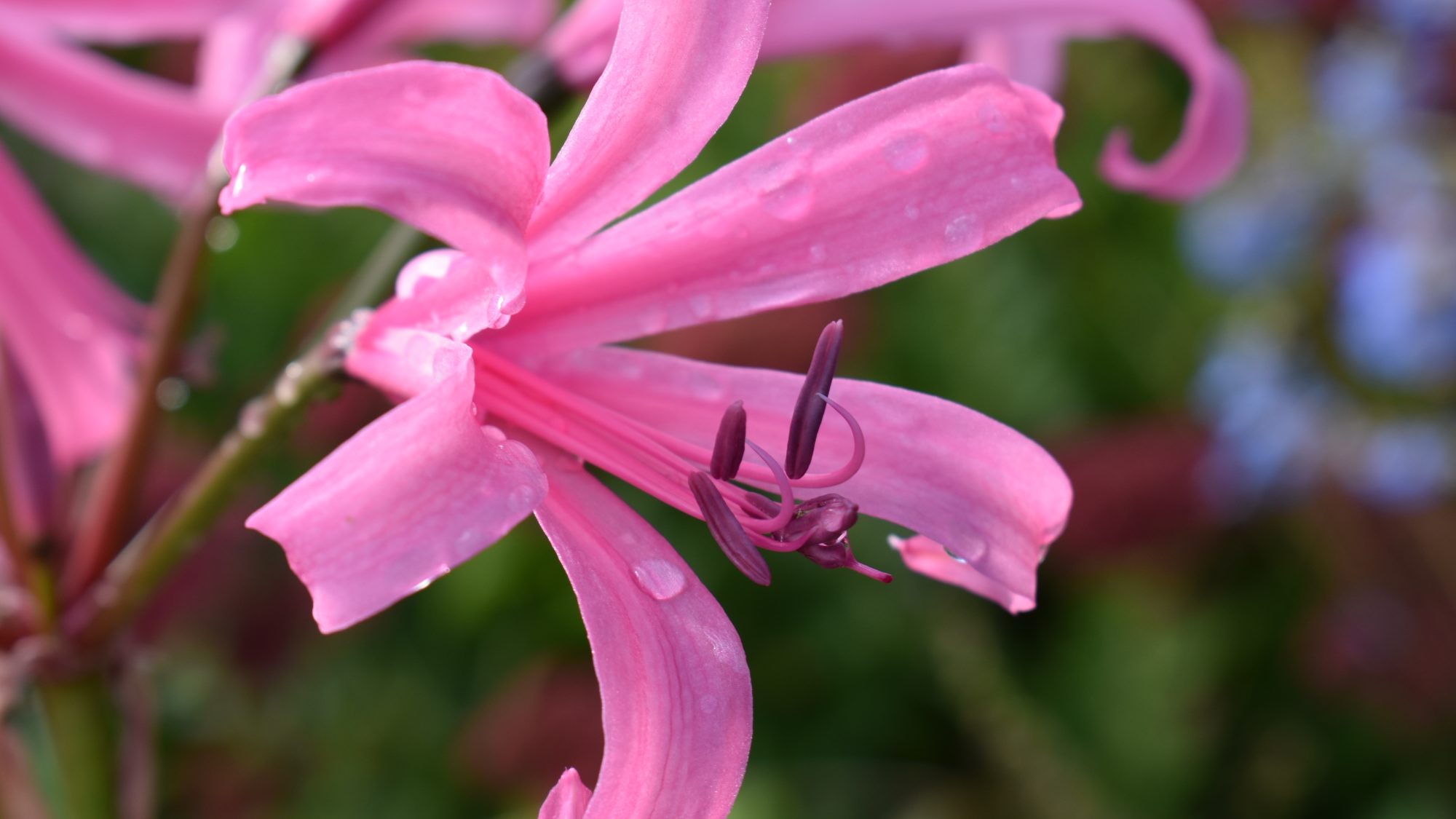 Nerine bowdenii