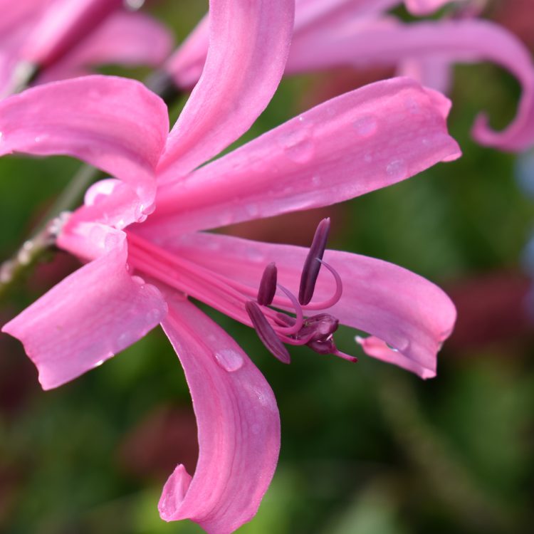 Nerine bowdenii