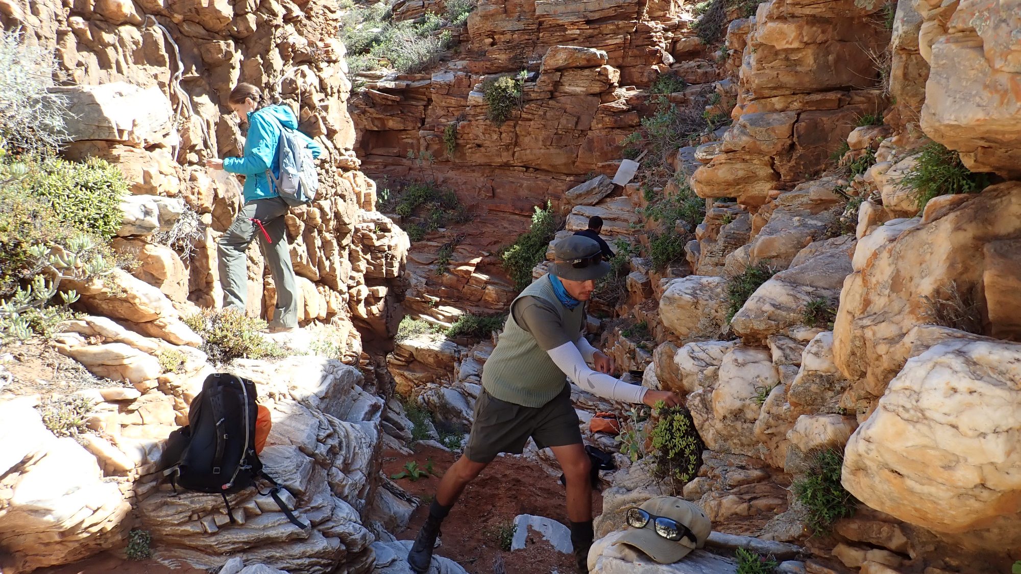 A man and a woman climbing in a valley of rocks to collect plants.