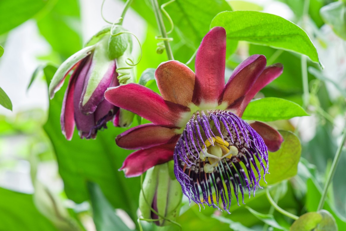A pink flower with an intricate purple and yellow centre, with a background of green leaves