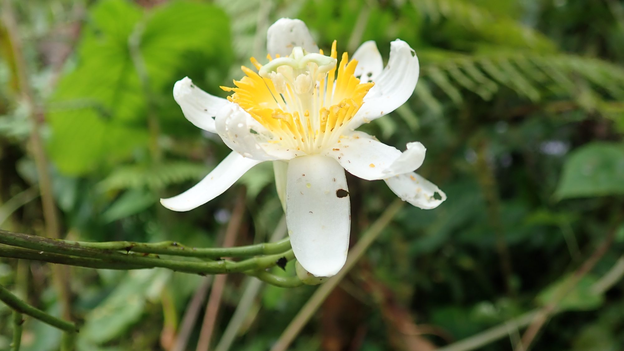 A white flower with an intricate yellow centre is in focus against a green background of leaves.