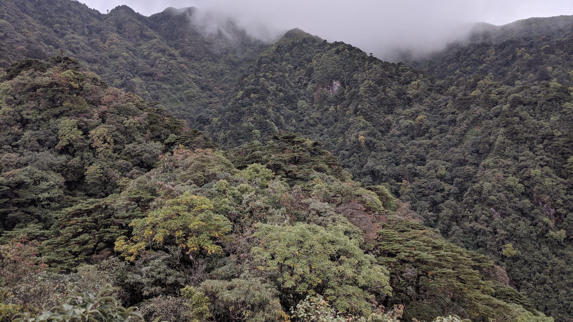 Mist rolling over a heavily wooded mountain.