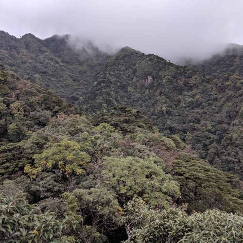 Trees from subtropical Vietnam (2019)