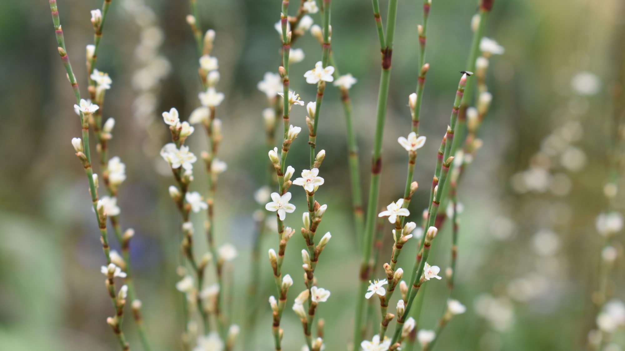 Slender stems bearing tiny white flowers.