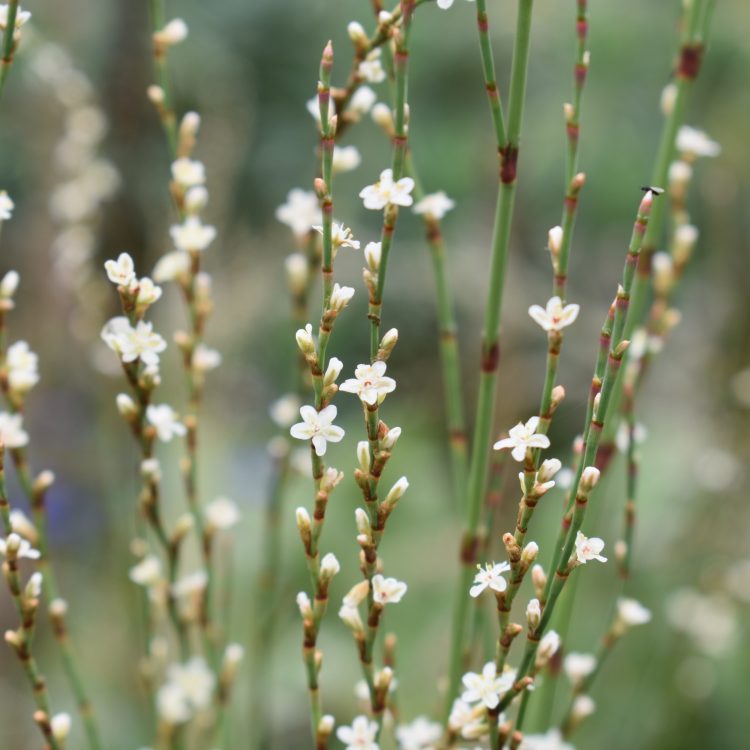 Polygonum scoparium