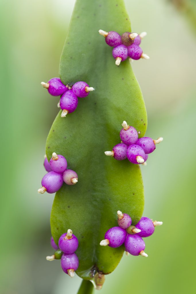 A close up image of pink fruits in clusters on a green leaf.