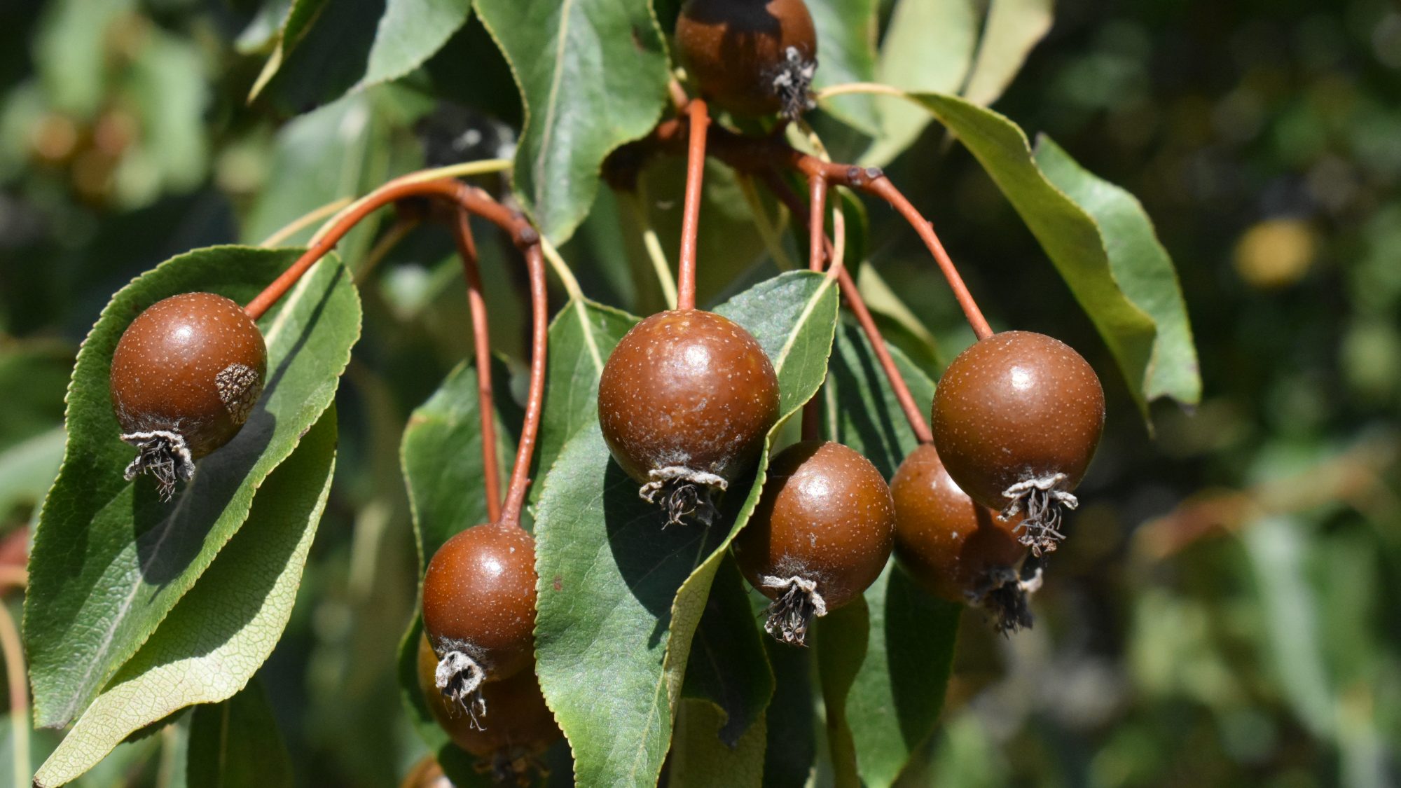 Cluster of small, brown fruits.