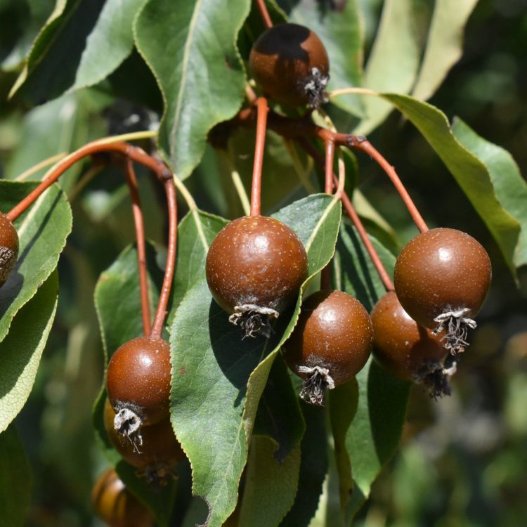 Pyrus cordata