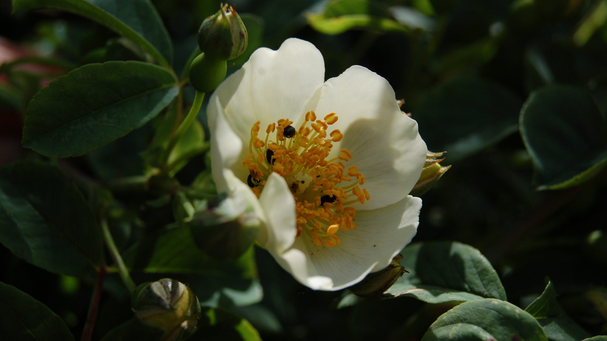 Rosa soulieana