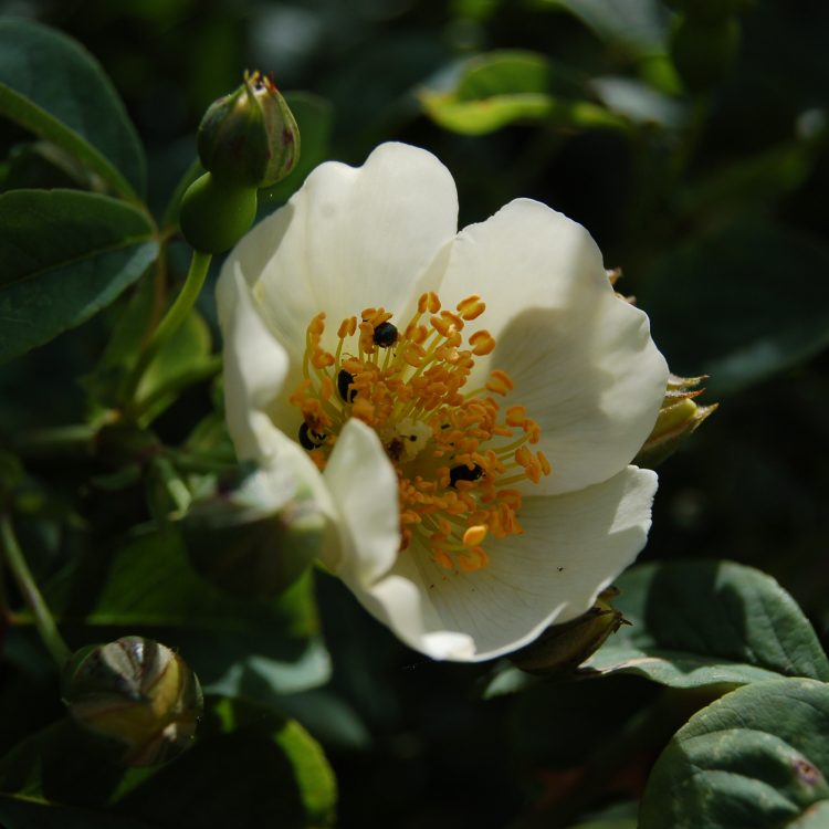 Rosa soulieana