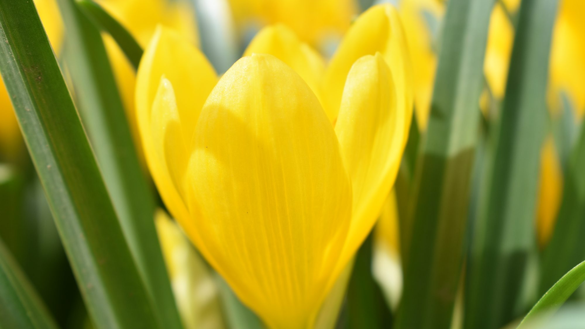 Sternbergia lutea
