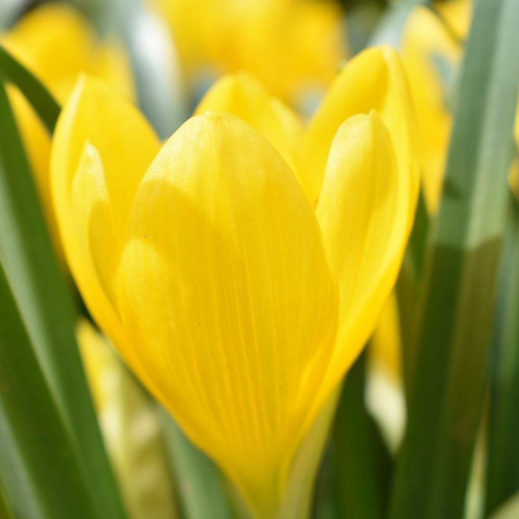 Sternbergia lutea